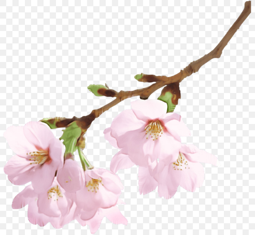 Cherry Blossom, PNG, 801x758px, Flower, Blossom, Branch, Cherry Blossom, Pedicel Download Free