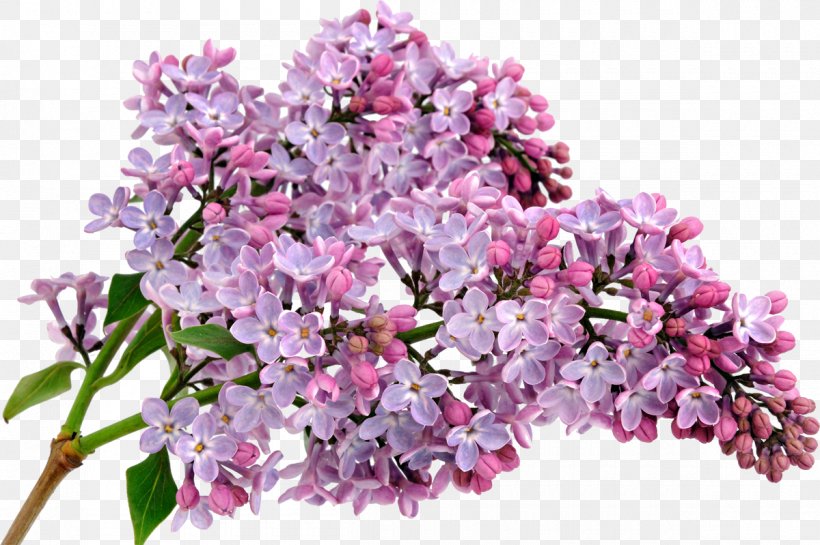 Flower Color Common Lilac Floral Scent, PNG, 1200x799px, Flower, Blossom, Branch, Chamomile, Color Download Free