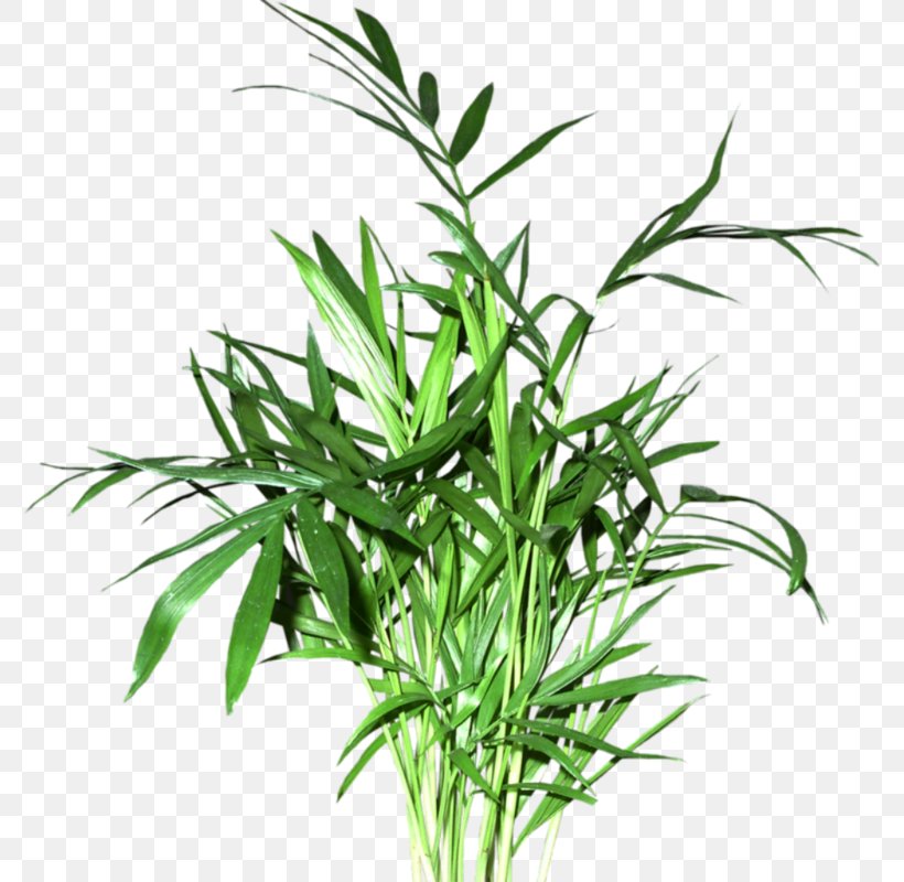 Green Bamboo Bamboe, PNG, 777x800px, Green, Bamboe, Bamboo, Flowerpot, Grass Download Free
