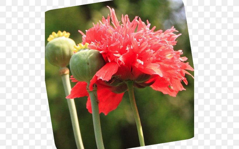 Opium Poppy Common Poppy Hypnos Birth Flower, PNG, 512x512px, Opium Poppy, Annual Plant, August, Birth Flower, Common Poppy Download Free