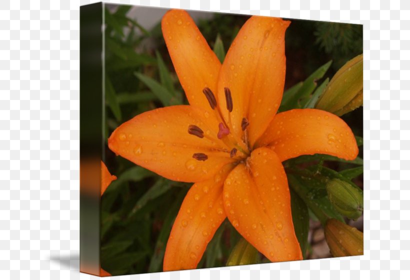 Petal Wildflower, PNG, 650x560px, Petal, Flora, Flower, Flowering Plant, Lily Download Free