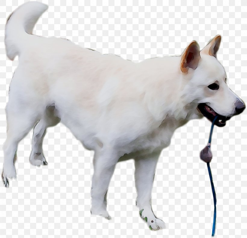 Pungsan Dog Canadian Eskimo Dog Canaan Dog Korean Jindo Kishu, PNG, 1385x1335px, Pungsan Dog, American Eskimo Dog, Ancient Dog Breeds, Berger Blanc Suisse, Canaan Dog Download Free