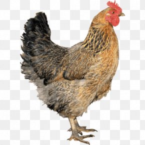 Chicken - Fried Chicken Broiler Hen PNG