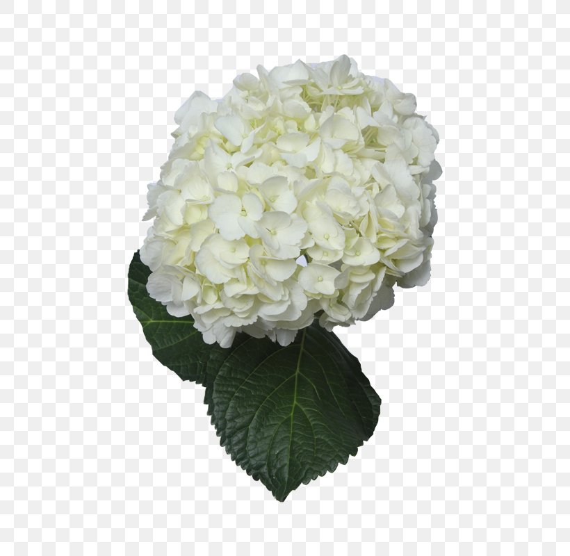 Hydrangea Cut Flowers Floral Design White, PNG, 612x800px, Hydrangea, Blue, Color, Cornales, Cut Flowers Download Free