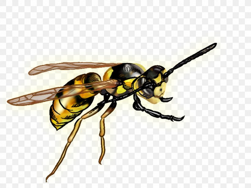Insect Bee Hornet Wasp Pollinator, PNG, 1024x768px, Insect, Arthropod, Bee, Fly, Hornet Download Free