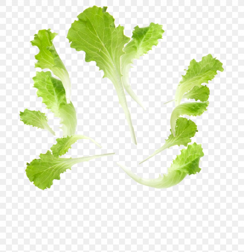 Leaf Vegetable Food Lettuce, PNG, 1600x1650px, Leaf Vegetable, Arugula, Chard, Coriander, Food Download Free