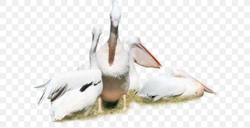 Pelican Cygnini Bird Crane White Stork, PNG, 600x422px, Pelican, Beak, Bird, Ciconiiformes, Crane Download Free
