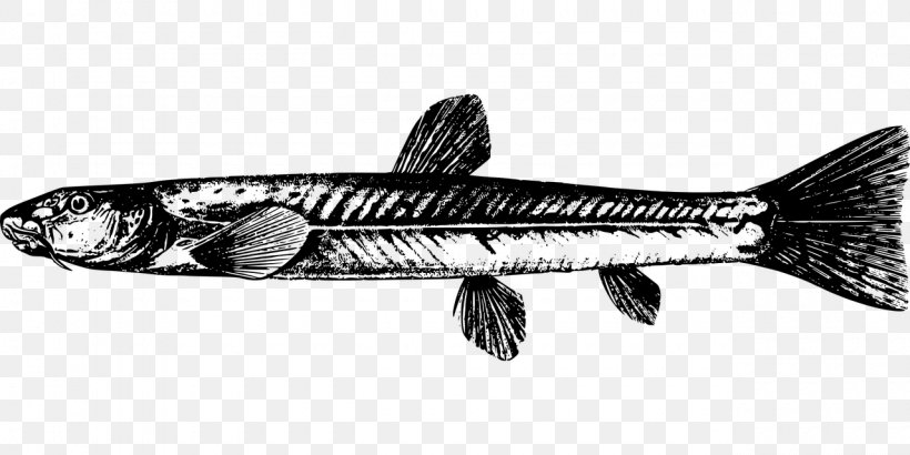 Triplophysa Dalaica Sardine Fish Products Clip Art, PNG, 1280x640px, Sardine, Animal, Animal Source Foods, Black And White, Catfish Download Free