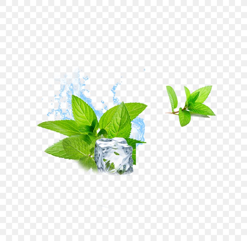 Water Mint Ice Cube Menthol, PNG, 800x800px, Water Mint, Branch, Cold, Cube, Grass Download Free