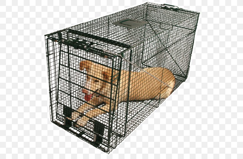 Dog Raccoon Puppy Cage Trapping, PNG, 562x538px, Dog, Animal, Animal Control And Welfare Service, Animal Shelter, Animal Welfare Download Free