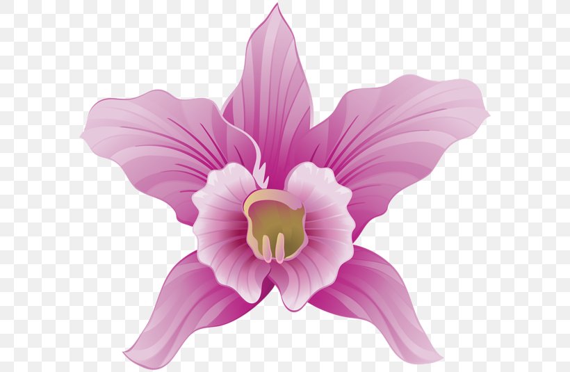 Flower Orchids Clip Art, PNG, 600x535px, Flower, Cut Flowers, Daylily, Flowering Plant, Green Download Free