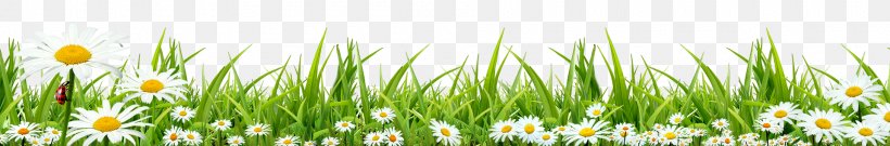 Grass Lawn, PNG, 1920x318px, Grass, Computer Graphics, Energy, Flower, Flowering Plant Download Free