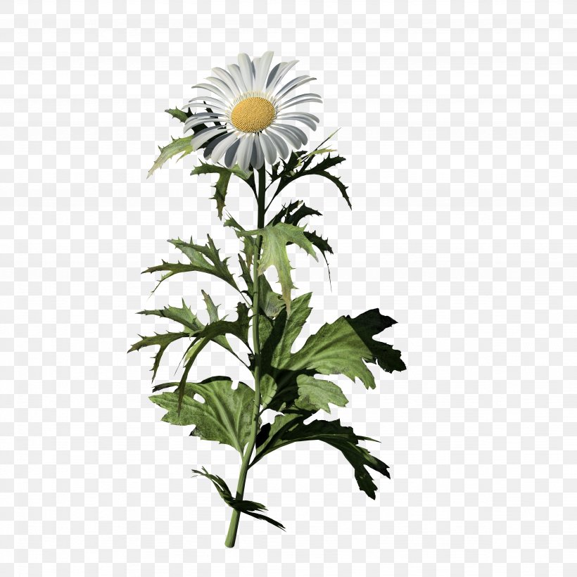 Oxeye Daisy Common Daisy SpeedTree Low Poly Chamomile, PNG, 4096x4096px, 8k Resolution, Oxeye Daisy, Chamomile, Chrysanthemum, Chrysanths Download Free