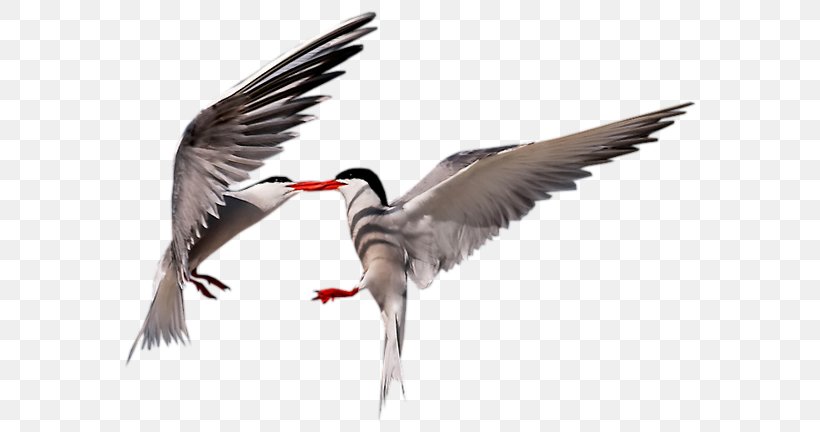 Bird Cygnini Goose Wader Grey Geese, PNG, 600x432px, Bird, Animal, Arctic Tern, Beak, Blacknecked Stilt Download Free