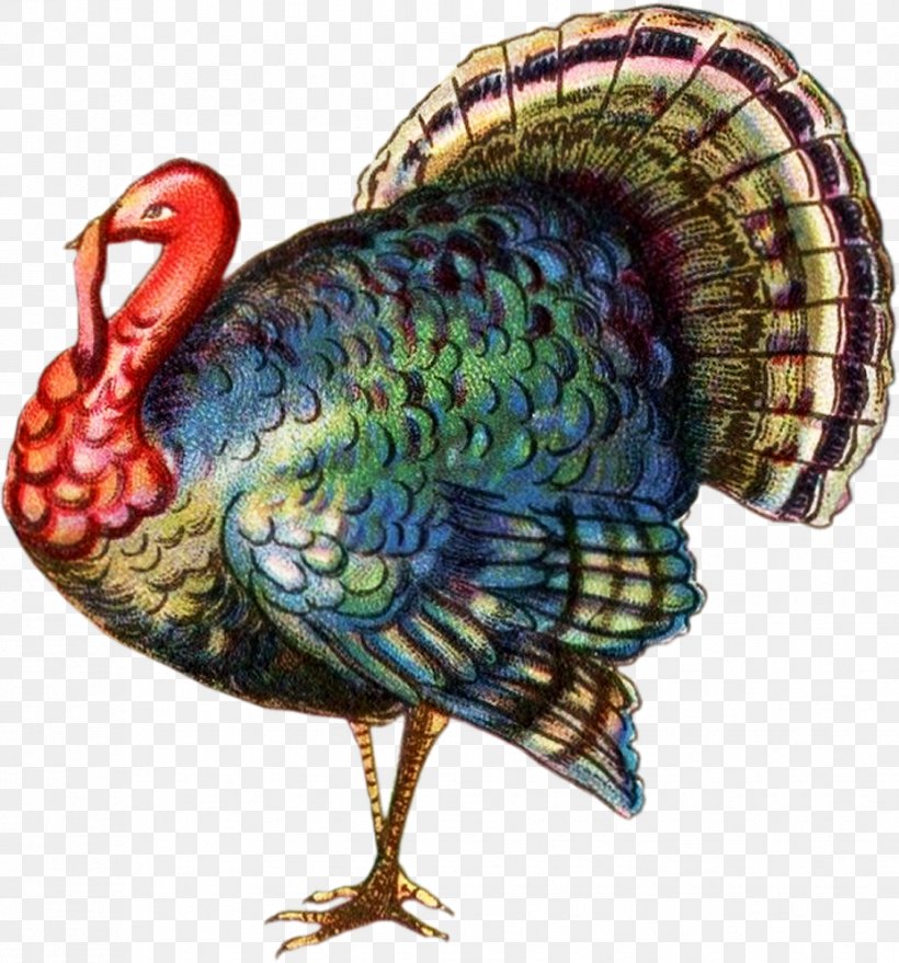 Black Turkey Turkey Meat Thanksgiving Clip Art, PNG, 928x995px, Black Turkey, Beak, Bird, Domesticated Turkey, Fauna Download Free