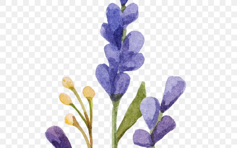 English Lavender Watercolor Painting Clip Art, PNG, 512x512px, English Lavender, Bluebonnet, Drawing, Flower, Flowering Plant Download Free