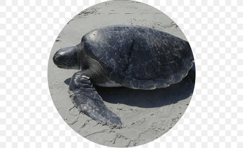 Leatherback Sea Turtle Olive Ridley Sea Turtle Tortoise, PNG, 500x500px, Leatherback Sea Turtle, Animal, Dermochelys, Endangered Species, Fauna Download Free
