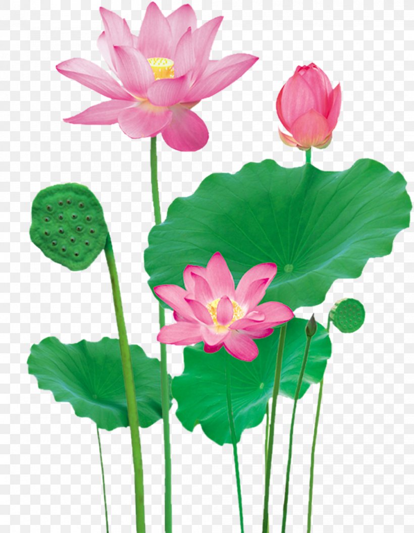 Lotus Pond Nelumbo Nucifera, PNG, 1003x1292px, Nelumbo Nucifera, Annual Plant, Aquatic Plant, Artificial Flower, Computer Graphics Download Free
