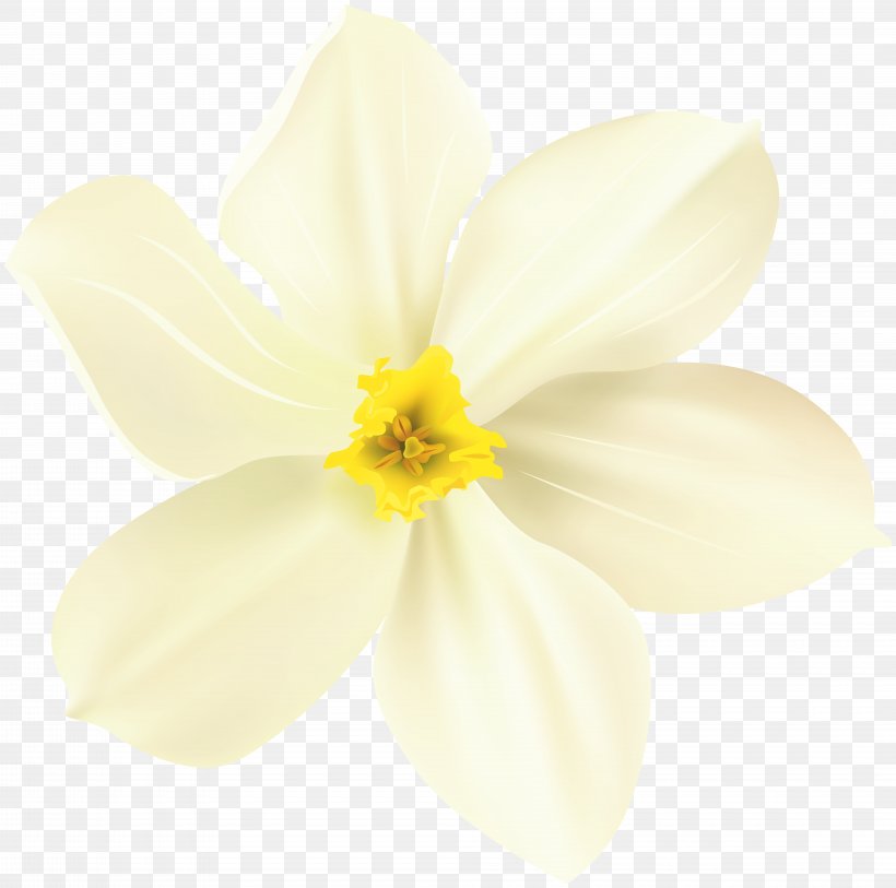 Narcissus Close-up, PNG, 8000x7935px, Narcissus, Amaryllis Family, Close Up, Closeup, Flower Download Free