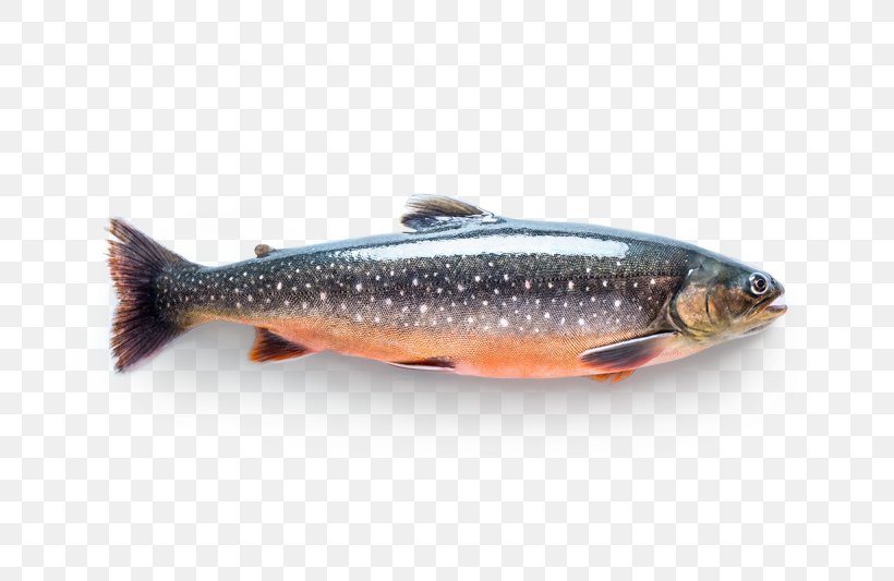 Sardine Salmon Arctic Char Fish Trout, PNG, 800x533px, Sardine, Arctic Char, Bony Fish, Chars, European Pilchard Download Free