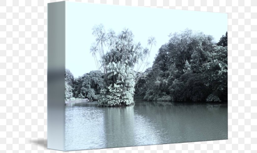 Bayou Water Resources Bank M Tree, PNG, 650x489px, Bayou, Bank, Bank M, Inlet, Lake Download Free