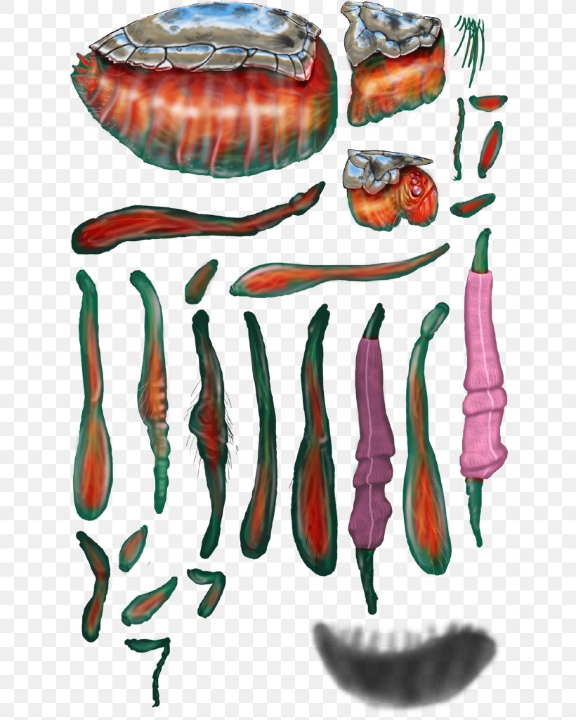 Organism Jaw, PNG, 632x1024px, Organism, Art, Food, Jaw, Shoe Download Free