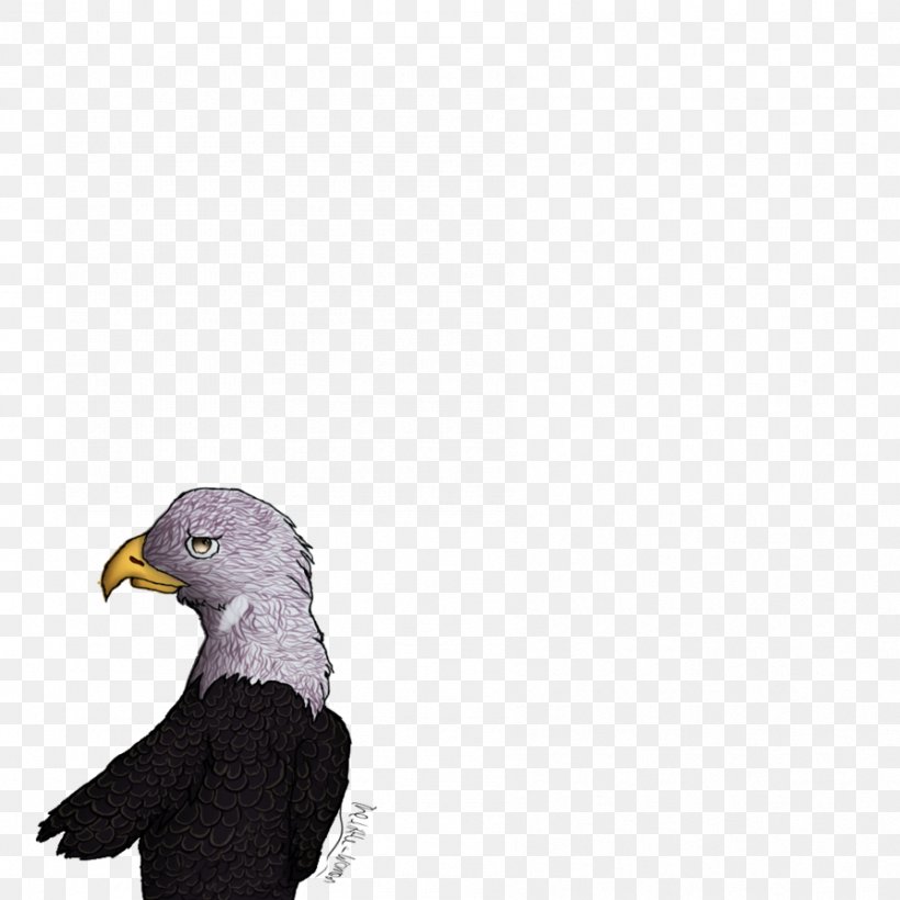 Bald Eagle Beak, PNG, 894x894px, Bald Eagle, Accipitriformes, Beak, Bird, Bird Of Prey Download Free