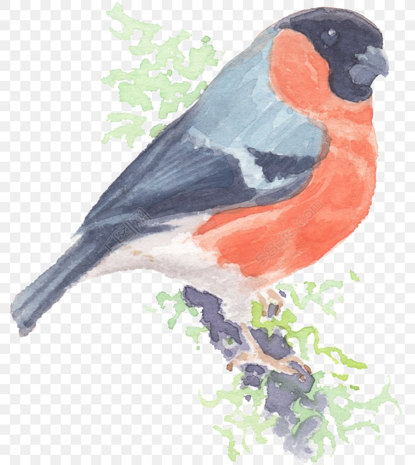 Bird Image Drawing Loriini Watercolor Painting, PNG, 780x920px, Bird, Animal, Avialae, Beak, Cartoon Download Free