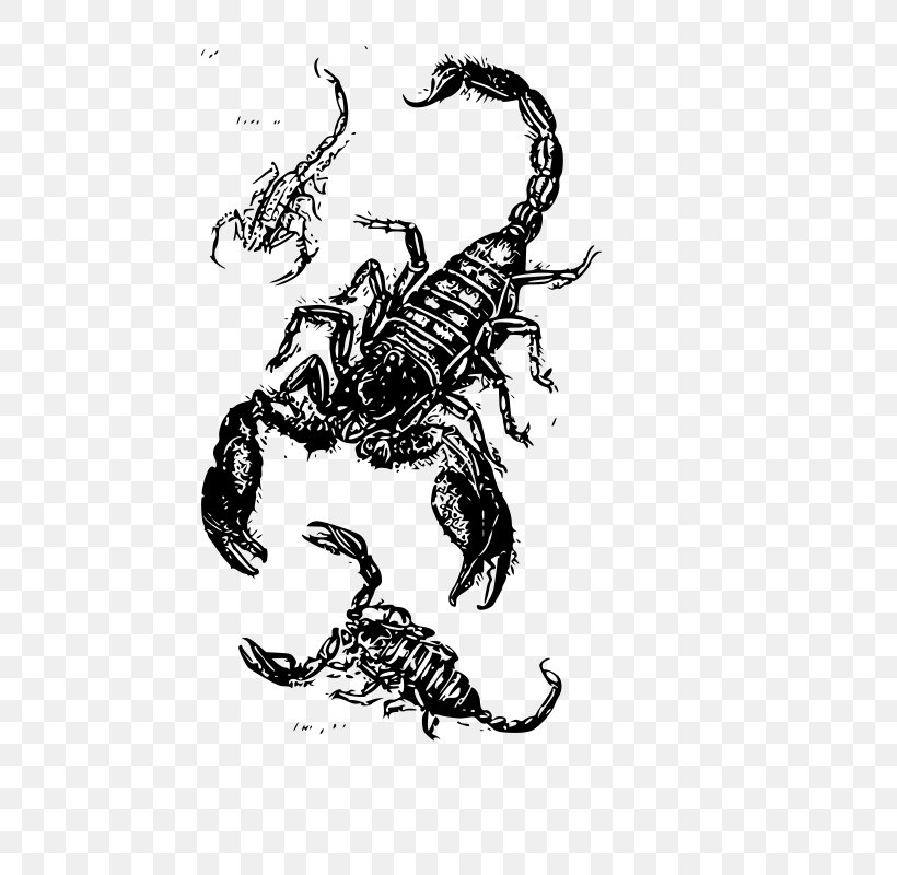 Drawing Scorpion Clip Art, PNG, 585x800px, Drawing, Art, Arthropod, Black And White, Claw Download Free
