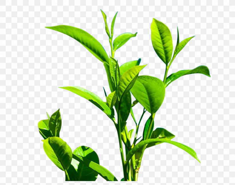 Green Tea Camellia Sinensis Leaf, PNG, 950x750px, Tea, Black Tea, Branch, Camellia Sinensis, Drink Download Free