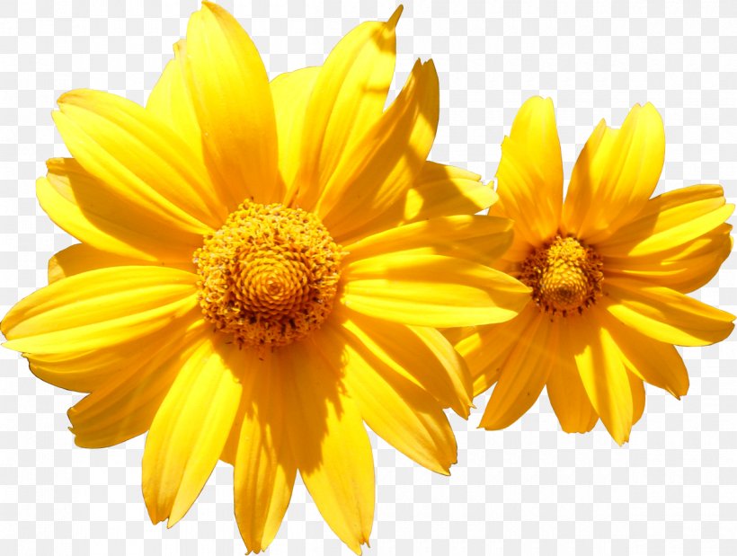 Calendula Officinalis Flower Marigold Orange Photography, PNG, 1200x907px, Calendula Officinalis, Chrysanths, Daisy Family, Flavonoid, Flower Download Free
