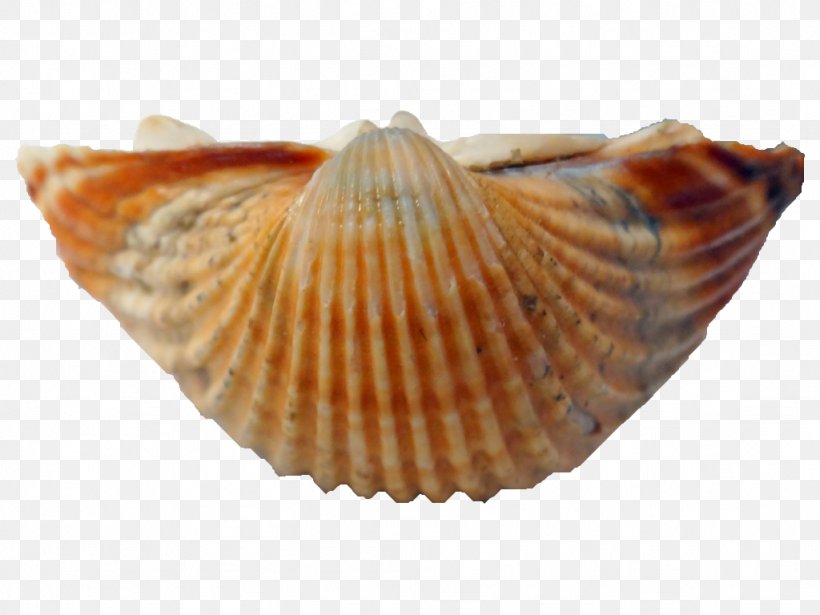 Cockle Conchology Seashell Hontza Museoa, PNG, 1024x768px, Cockle, Caracola, Clam, Clams Oysters Mussels And Scallops, Conch Download Free