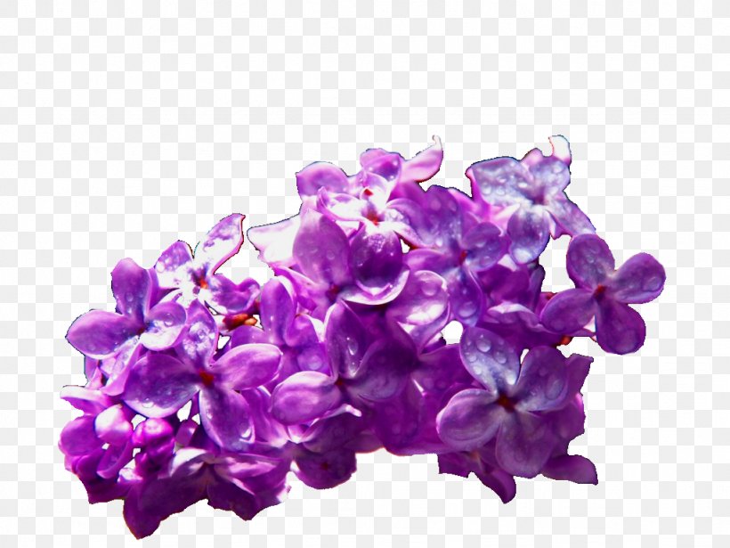 Common Lilac Violet Cut Flowers, PNG, 1024x768px, Common Lilac, Bath Salts, Bathing, Cut Flowers, Flower Download Free