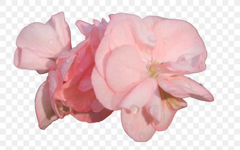 Garden Roses Cut Flowers .com, PNG, 1280x801px, Garden Roses, Adobe Flash Player, Autumn, Blog, Com Download Free