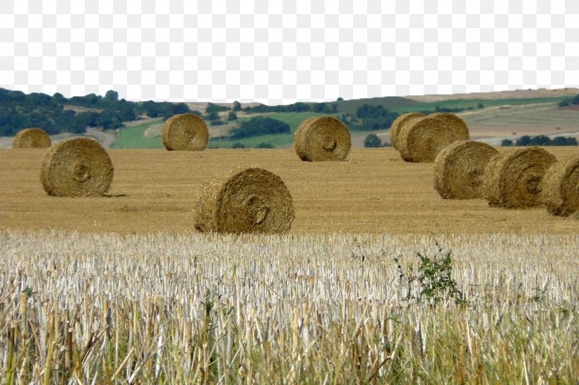 Hay Harvest Farm Straw Bale, PNG, 1200x800px, Hay, Agriculture, Commodity, Crop, Farm Download Free