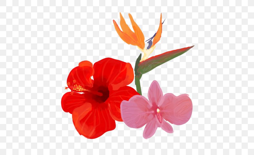 Hibiscus Cut Flowers Petal Plant, PNG, 500x500px, Hibiscus, Cut Flowers, Flower, Flowering Plant, Herbaceous Plant Download Free