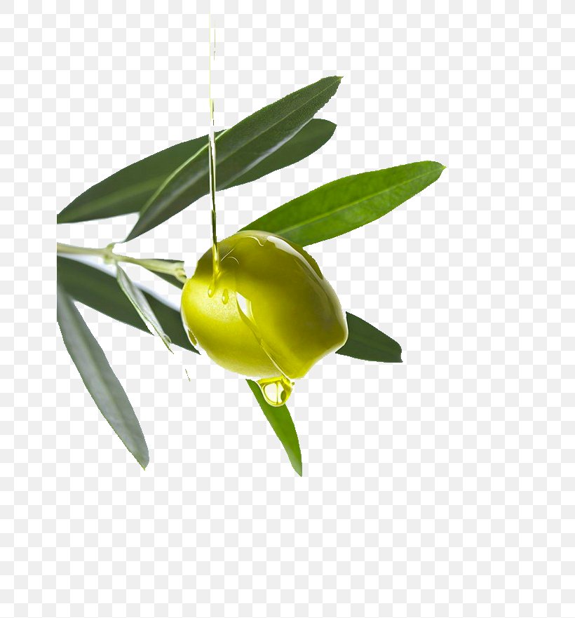 Olive Oil Olive Oil Argan Oil, PNG, 658x881px, Olive, Argan Oil, Cosmetics, Essential Oil, Flower Download Free
