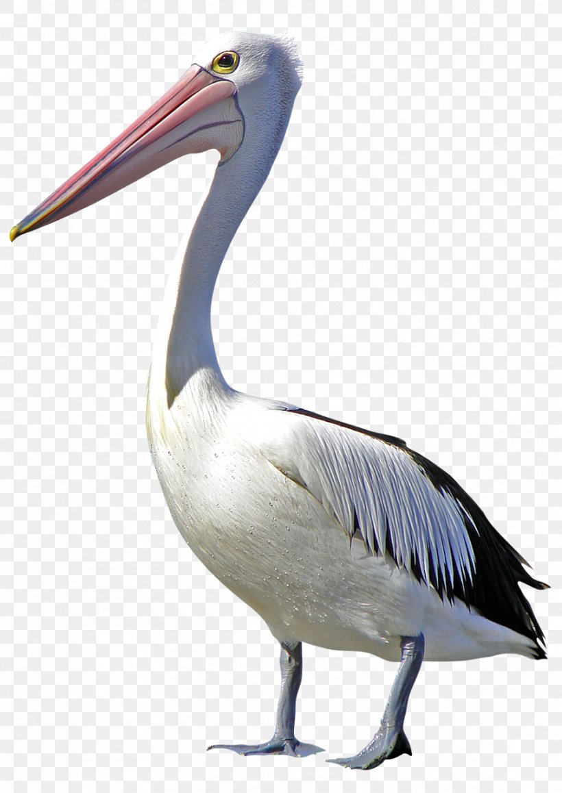 Pelican Bird Cygnini Duck, PNG, 906x1280px, Pelican, Ardea, Beak, Bird, Crane Like Bird Download Free