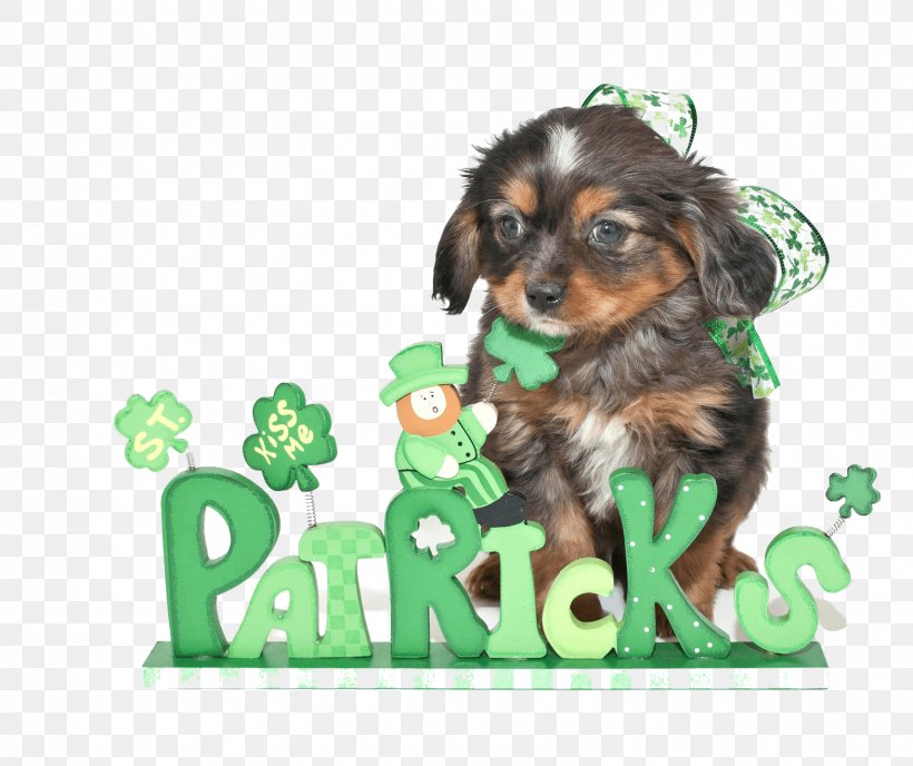 Puppy Cavapoo Stock Photography Saint Patrick's Day, PNG, 1570x1318px, Puppy, Carnivoran, Cavapoo, Companion Dog, Depositphotos Download Free