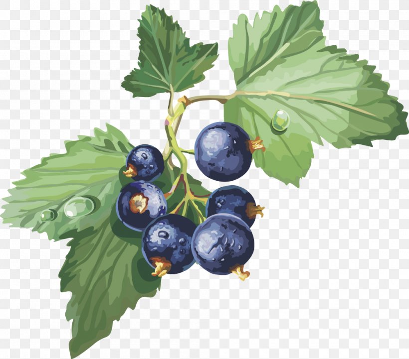 Blackcurrant Frutti Di Bosco Gooseberry Redcurrant Clip Art, PNG, 1000x880px, Blackcurrant, Berry, Bilberry, Blueberry, Currant Download Free