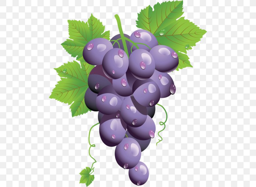 Common Grape Vine Wine Clip Art, PNG, 506x600px, Common Grape Vine, Bilberry, Flowering Plant, Food, Fruit Download Free
