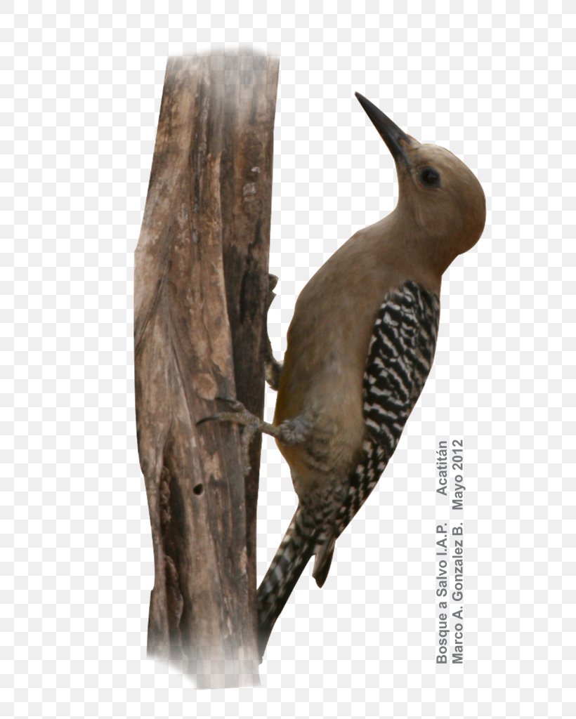 Gila Woodpecker Bird Acatitán Desert, PNG, 625x1024px, Woodpecker, Beak, Bird, Desert, Desert Climate Download Free