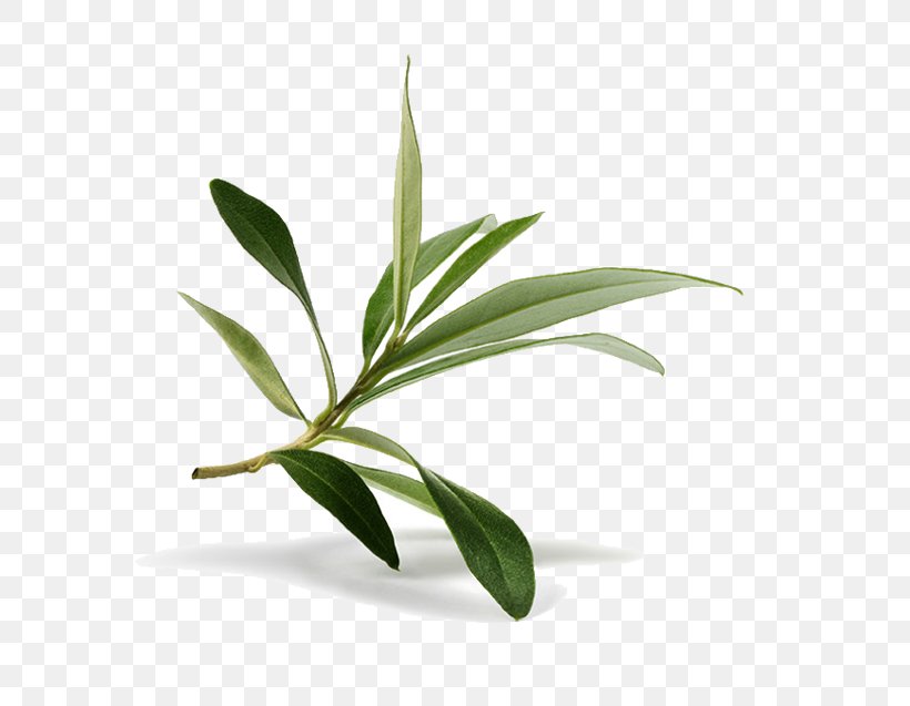 Olive Leaf Olive Branch Stock Photography, PNG, 634x637px, Olive Leaf, Branch, Extract, Flowerpot, Food Download Free