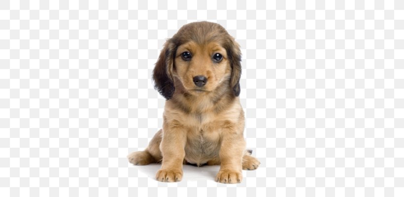 Pembroke Welsh Corgi Puppy Pet Shop Animal, PNG, 400x400px, Pembroke Welsh Corgi, Animal, Bark, Canine Good Citizen, Carnivoran Download Free