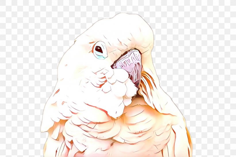 Cockatoo Parrot Bird Drawing Sketch, PNG, 2000x1332px, Cartoon, Bird, Cockatoo, Drawing, Parrot Download Free