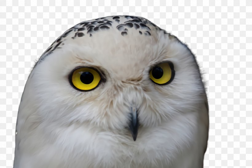Owl Bird Snowy Owl Bird Of Prey Beak, PNG, 1224x816px, Owl, Beak, Bird, Bird Of Prey, Closeup Download Free