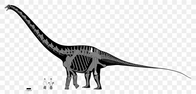 Dinosaur, PNG, 6190x3000px, Diplodocus, Amphicoelias, Animal Figure, Apatosaurus, Argentinosaurus Download Free