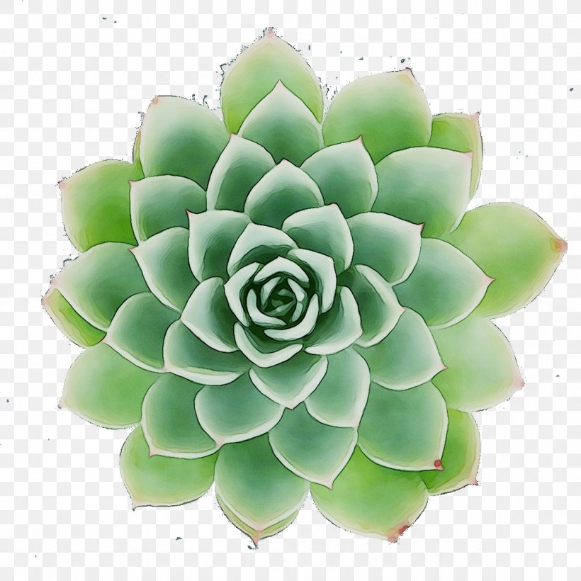 Flower, PNG, 1157x1157px, Flower, Agave, Echeveria, Flowering Plant, Green Download Free