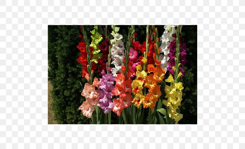Gladiolus Cut Flowers Bulb Plant Coppertips, PNG, 500x500px, Gladiolus, Annual Plant, Bulb, Coppertips, Corm Download Free