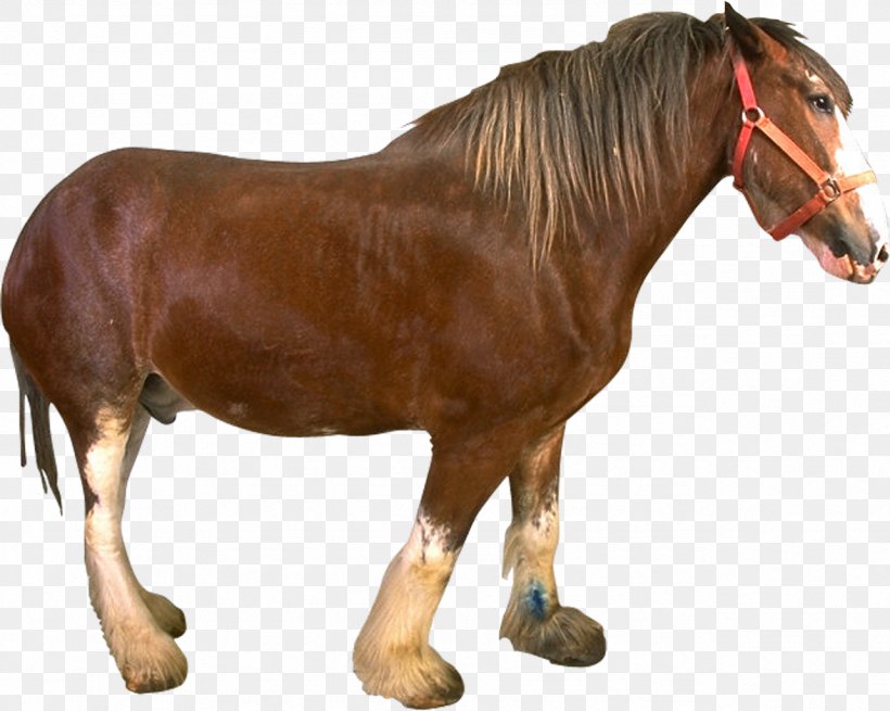 Mustang Rein Stallion, PNG, 1283x1025px, Mustang, Animal, Animal Figure, Bridle, Equus Download Free